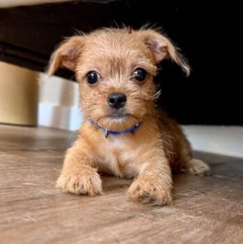 Cracker Jack in a Box -  Norfolk Terrier and Chihuahua Dog for Adoption in Friendswood, Texas - Cracker Jack In A Box | PetCurious
