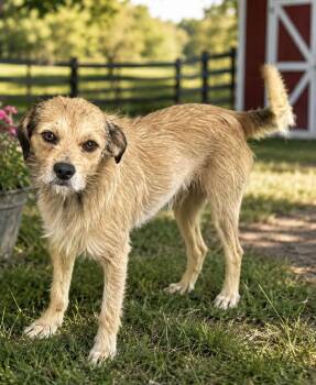 Beckford -  Border Terrier Dog for Adoption in Brownstown, Indiana - Beckford | PetCurious