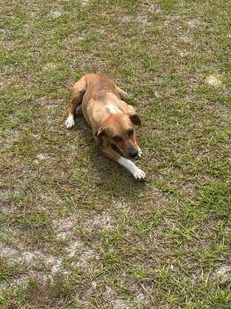 Lainey -  Hound and Jack Russell Terrier Dog for Adoption in Metter, Georgia - Lainey | PetCurious