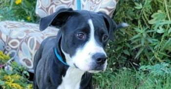 Hayden -  Pit Bull Terrier Dog for Adoption in Monroe, Louisiana - Hayden | PetCurious