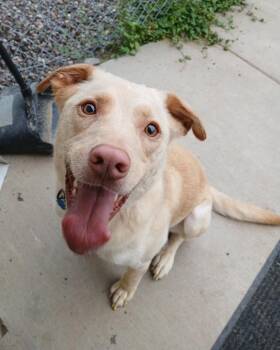 Tanner -  Yellow Labrador Retriever Dog for Adoption in Ladysmith, Wisconsin - Tanner | PetCurious