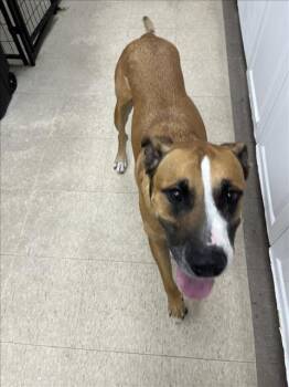 Rescue Labrador Retriever and Boxer Dogs for Adoption in Loveland, Colorado - GASTON | PetCurious