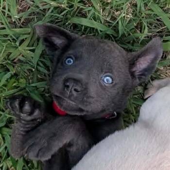 Fishlegs -  Mixed Breed Dog for Adoption in Mebane, North Carolina - Fishlegs | PetCurious