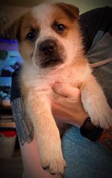 Fox Terrier and Mixed Breed Dogs Available for Adoption in Klamath Falls, Oregon - Colin | PetCurious