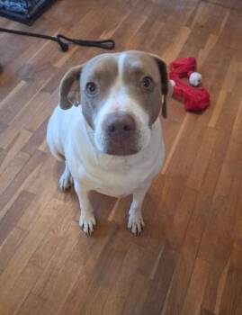 Rescue Pit Bull Terrier Dogs for Adoption in Spring, Texas - Miss East | PetCurious