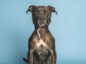 Pit Bull Terrier Dogs Available for Adoption in Phoenix, Arizona - SPOCK | PetCurious