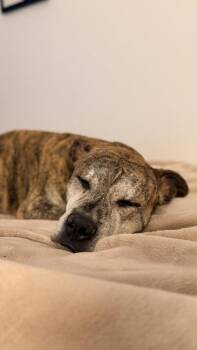 Mixed Breed Dogs Available for Adoption in Chamblee, Georgia - Nubbins | PetCurious