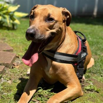 Alvin **Courtesy Post** -  Mixed Breed Dog for Adoption in Philadelphia, Pennsylvania - Alvin **Courtesy Post** | PetCurious