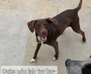 Rescue Labrador Retriever and Hound Dogs for Adoption in Ringwood, New Jersey - Duke | PetCurious