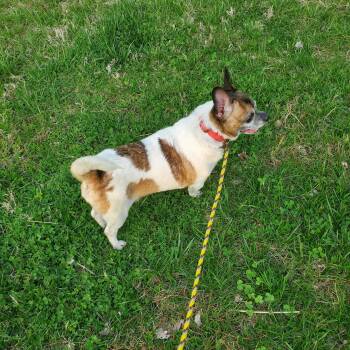 Chihuahua Dogs Available for Adoption in Goshen, Kentucky - Otis | PetCurious