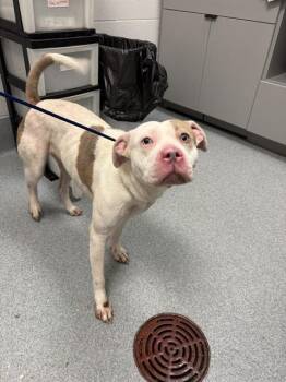 PALOMA -  Pit Bull Terrier and Mixed Breed Dog for Adoption in Indianapolis, Indiana - PALOMA | PetCurious