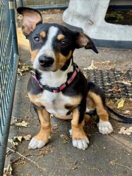 Beagle Dogs Available for Adoption in Woodland, California - *GREEN BEAN | PetCurious