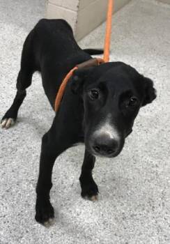 Rescue Greyhound and Mixed Breed Dogs for Adoption in Conroe, Texas - A418109 | PetCurious