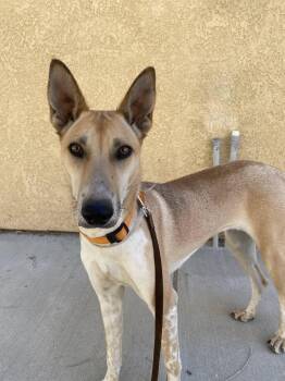 Rescue Rhodesian Ridgeback Dogs for Adoption in Los Angeles, California - Livia Ya Ya Rose | PetCurious