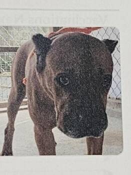 Mixed Breed Dogs Available for Adoption in Cincinnati, Ohio - Thelma | PetCurious