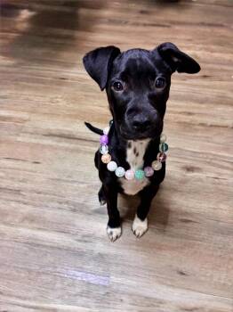 Spice -  Boxer and Rat Terrier Dog for Adoption in Piedmont, Oklahoma - Spice | PetCurious
