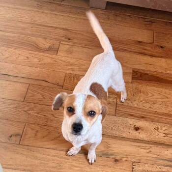 Nelly -  Jack Russell Terrier Dog for Adoption in Huntsville, Alabama - Nelly | PetCurious