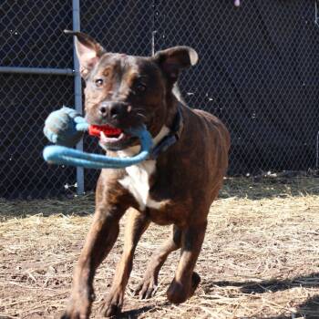 Link -  Pit Bull Terrier and Mixed Breed Dog for Adoption in Springfield, Illinois - Link | PetCurious