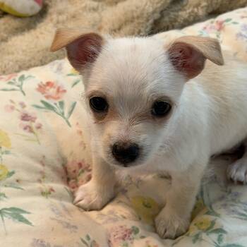 Grace -  Chihuahua and Terrier Dog for Adoption in Alabaster, Alabama - Grace | PetCurious