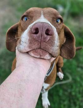 Rosie Rose -  Labrador Retriever and Hound Dog for Adoption in South Kingstown, Rhode Island - Rosie Rose | PetCurious