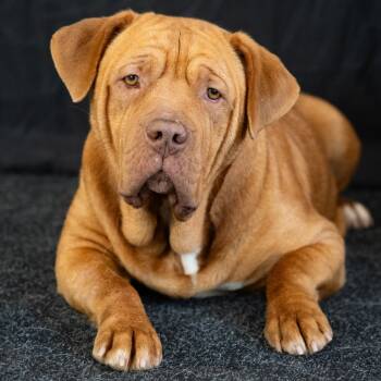 Rescue Dogue De Bordeaux Dogs for Adoption in Richmond, California - CHINA | PetCurious