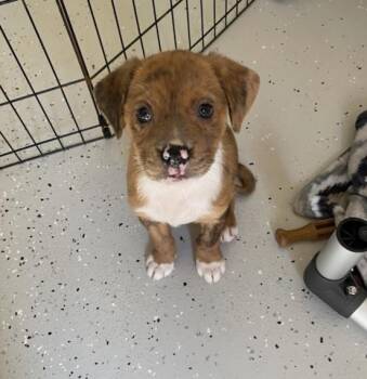 Rescue Mixed Breed Dogs for Adoption - Hattie | PetCurious