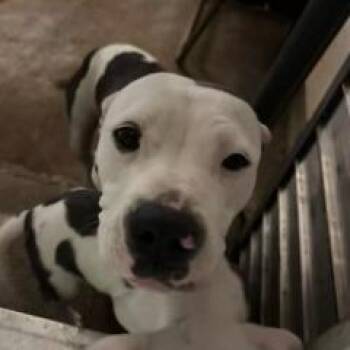 American Staffordshire Terrier Dogs Available for Adoption - Kikio | PetCurious