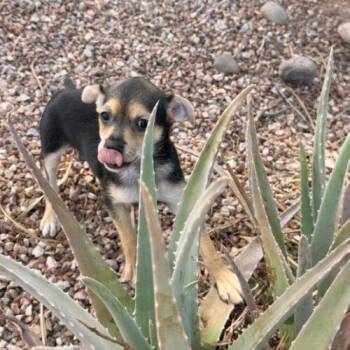 Reba -  Chihuahua and Mixed Breed Dog for Adoption in Henderson, Nevada - Reba | PetCurious