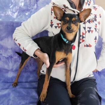 Chihuahua and Mixed Breed Dogs Available for Adoption in Richmond, California - GABE | PetCurious