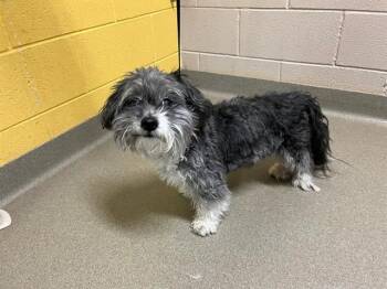Maltese and Shih Tzu Dogs Available for Adoption - KINGSTON | PetCurious