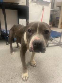 Pit Bull Terrier and Mixed Breed Dogs Available for Adoption in Gainesville, Florida - Remi | PetCurious