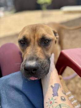 Glow Stick -  Mixed Breed Dog for Adoption in Chamblee, Georgia - Glow Stick | PetCurious