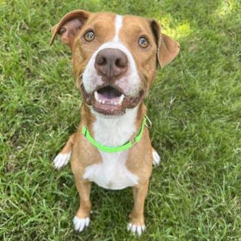 Farin -  Pit Bull Terrier Dog for Adoption in Klein, Texas - Farin | PetCurious