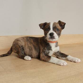Boxer and Mixed Breed Dogs Available for Adoption in Minnetonka, Minnesota - Snickers D68744 | PetCurious