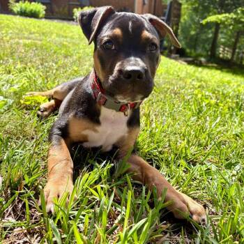 Tank -  Pit Bull Terrier and Mixed Breed Dog for Adoption in Lyndhurst, Virginia - Tank | PetCurious