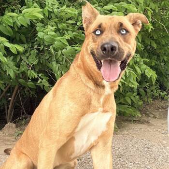 Belgian Shepherd Malinois Dogs Available for Adoption in Justin, Texas - Bear  | PetCurious