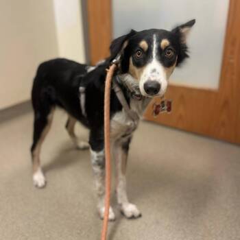 Lady -  Australian Shepherd Dog for Adoption in Lynchburg, Virginia - Lady | PetCurious
