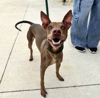 Mixed Breed Dogs Available for Adoption - Bumper | PetCurious