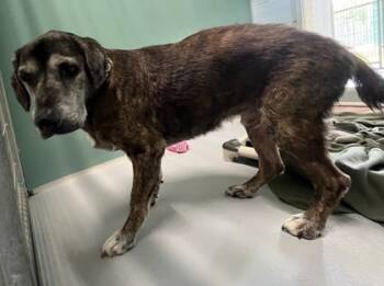 Rescue Labrador Retriever and Mixed Breed Dogs for Adoption in Cumming, Georgia - Rocky 806-25 | PetCurious