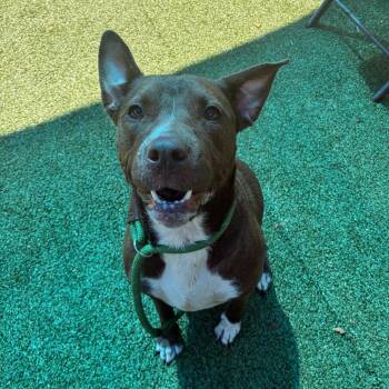 Effie (Stella) -  Pit Bull Terrier Dog for Adoption in Greensboro, North Carolina - Effie (Stella) | PetCurious