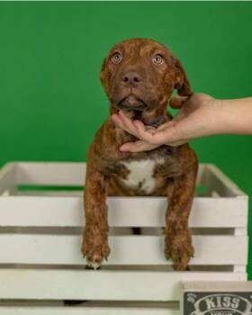 Shepherd Dogs Available for Adoption in Brighton, Colorado - 317-26 | PetCurious