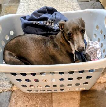 Jazzy -  Italian Greyhound Dog for Adoption in Evergreen, Colorado - Jazzy | PetCurious