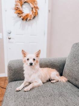 Ridoc -  Papillon Dog for Adoption in Goodyear, Arizona - Ridoc | PetCurious