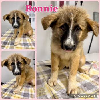 Bonnie -  Great Pyrenees and Mixed Breed Dog for Adoption in Opelika, Alabama - Bonnie | PetCurious