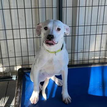 Boxer Dogs Available for Adoption in Thomson, Georgia - Lilo | PetCurious