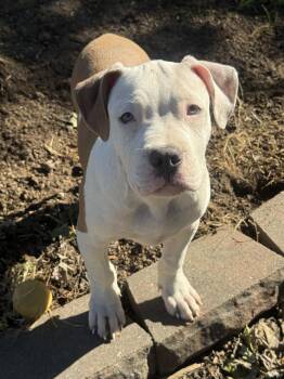 Sumo -  Pit Bull Terrier Dog for Adoption in Fenton, Missouri - Sumo | PetCurious