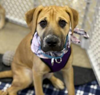 Honeyberry -  Boxer and Pit Bull Terrier Dog for Adoption in Naperville, Illinois - Honeyberry | PetCurious