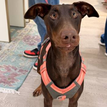 Maggie -  Doberman Pinscher Dog for Adoption in Louisville, Kentucky - Maggie | PetCurious