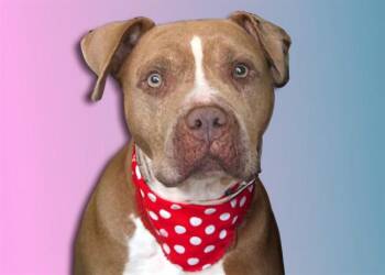 AJAH -  Pit Bull Terrier Dog for Adoption in Fort Lauderdale, Florida - AJAH | PetCurious