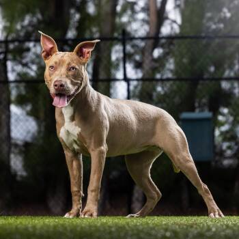 Fawn -  Mixed Breed Dog for Adoption in Jupiter, Florida - Fawn | PetCurious